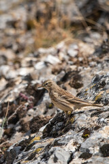 Dağ incirkuşu » Water Pipit » Anthus spinoletta
