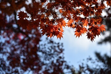 Red maple and blue sky in fall