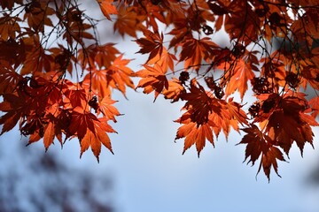 Red maple and blue sky in fall