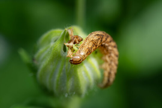Caterpillar of the Broad-bordered Yellow Underwing, Noctua fimbriata, seen in spring in a garden in Tiraspol, Republica Moldova
