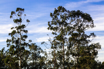 eucalyptus with a blue sky in the town of Laredo in Cantabria