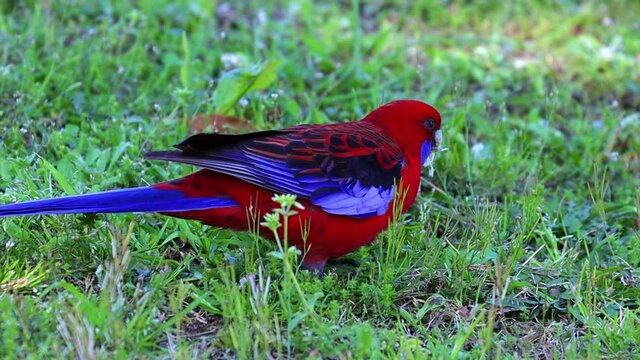 Red and blue rosella bird feeding in a Sydney national Park NSW Australia
