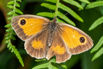 Gatekeeper Butterfly (Pyronia tithonus) a flying insect commonly known as Hedge Brown