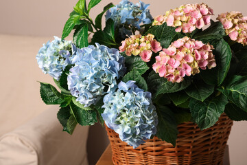 Beautiful hortensia flowers in basket on table indoors