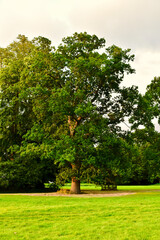 Oak tree in the park, England, UK