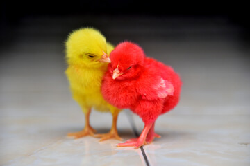 Colored baby chickens in closed up
