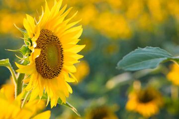 large yellow sunflower for background. Yellow sunflowers in sunlight. good harvest concept, bright sunny flower. farming, vegetable garden, field, growing seeds for oil. close-up