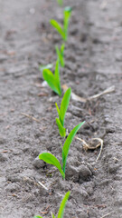 A small plant in soil, corn leaves, green sprout. Ecology, environmental protection. Greenhouse work. corn seedlings in field, small plants. spring, start of work, agriculture, close-up