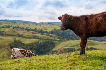 cows grazing in mountainous terrain in the Colombian countryside.