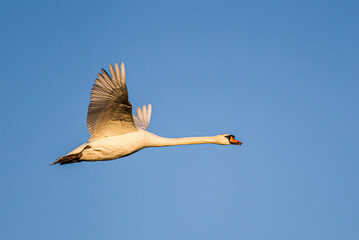 Mute swan flying past against a clear blue sky over a London Park, UK