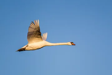 Rolgordijnen Mute swan flying past against a clear blue sky over a London Park, UK © wayne