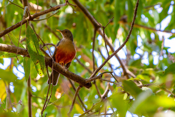 The Rufous-bellied Thrush also know as 