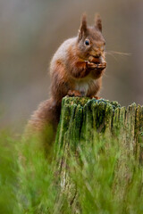 Red Squirrel eating nuts while down on the ground  in the Cairngorms, Scotland