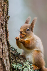 Red Squirrel eating nuts while down on the ground  in the Cairngorms, Scotland