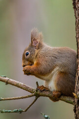 Red Squirrel eating nuts while perched on a branch in the Cairngorms, Scotland