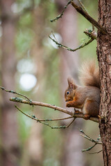 Red Squirrel eating nuts while perched on a branch in the Cairngorms, Scotland