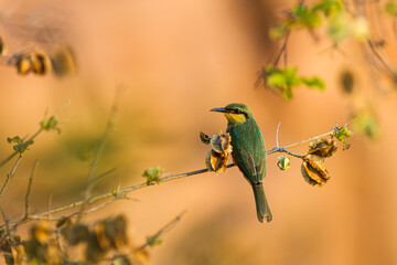 Little bee-eater perched on a thin branch watching for insects in South Africa