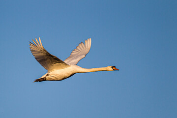 Fototapeta na wymiar Mute swan flying past against a clear blue sky over a London Park, UK