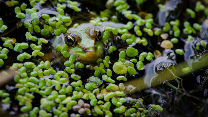 Marsh frog, frog eyes, Pelophylax ridibundus, in nature habitat. Wildlife scene from nature, green animal in water. Beautiful frog in dirty water in a swamp. amphibian close-up