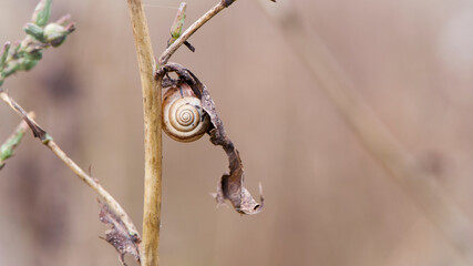 small spiral shell of snail on dried plant stem. snail on dry leaves. Beautiful natural background. Macro shot of mollusc in the wild. Copy space. blurred autumn background. close-up