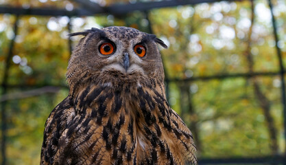 great horned owl in autumn