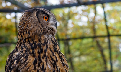 great horned owl