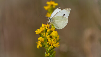 Pieris rapae. white butterfly sits on yellow wildflowers. autumn season. beautiful delicate butterfly on a flower close-up. Blurred light background. insects in nature, macro photo.