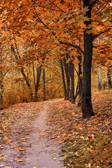Autumn in the forest, yellow and orange leaves on the ground. Seasons autumn. Place for walking and recreation, park. Birch and coniferous forest