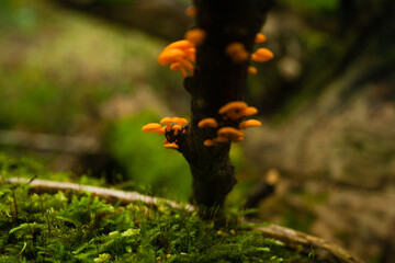 tiny orange mushrooms in the forest