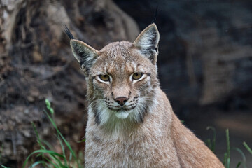 Obraz premium Eurasischer Luchs oder Nordluchs ( Lynx lynx ).