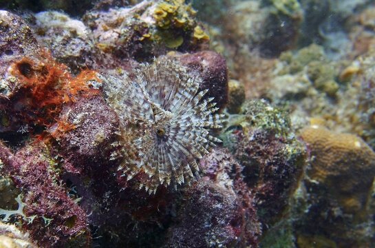 Underwater photo of a Magnificent feather duster marine worm, Sabellastarte magnifica attached to corals in the reef