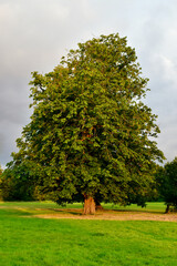 Horse chestnut tree with acorns in the park in autumn, Coundon, Coventry, England, UK