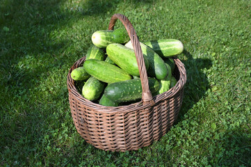 Cucumbers in basket