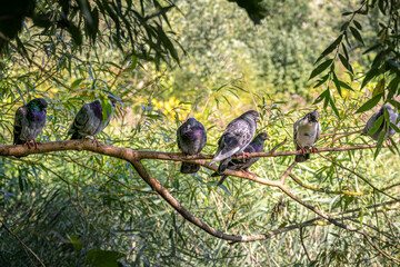 Naklejka na ściany i meble A flock of pigeons on a branch on a sunny afternoon