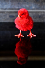 Colored baby chickens in closed up