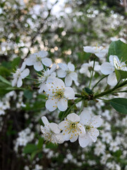 tree flowers