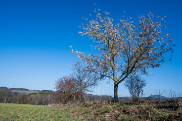 Tree in the middle of a field, Czech republic