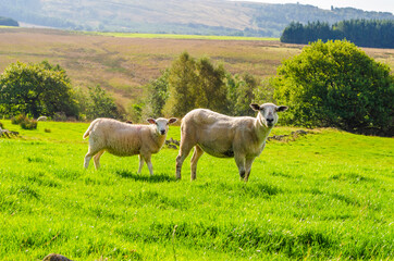 Adult sheep with lamb in Summer on a hill farm in Lancashire