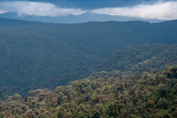 Fototapeta premium Rain forest landscape in some Colombian mountains