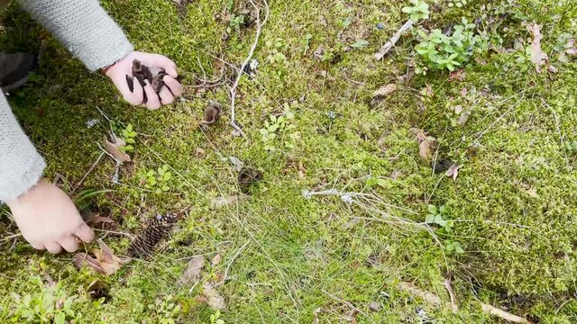 Close up of how a person is picking edible black trumpet mushrooms in the forest. Footage made in Sweden.