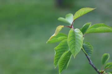 Bonn Germany June 2021 Branch and leaves of a young cherry tree against a green background in...
