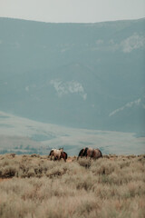 ranch horse herd in the Pryor Mountains of Montana. Landscape of sage and grass with wildfire smoke...