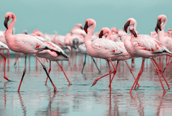 Wild african life.  Flock of pink african flamingos  walking around the blue lagoon on the background of bright sky