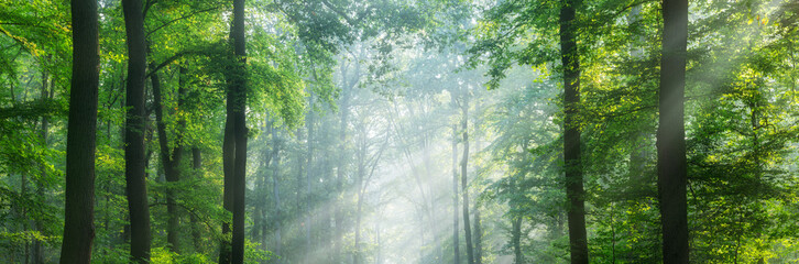 Panoramic Green Forest illuminated by sunbeams through morning fog