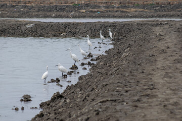 Egrets rest on the black beach