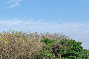 Sunny blue sky and white clouds, some trees in the park