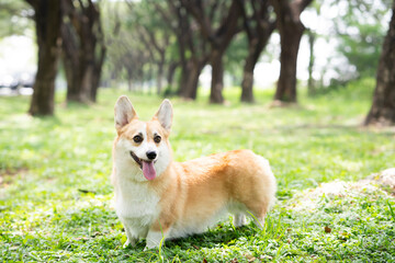Close up corgi dog pet in summer sunny day