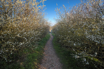Fototapeta na wymiar A beautiful early morning walk in the springtime down a footpath lined with blossoming hawthorn hedges.