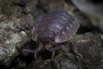 A woodlouse negotiates the rough terrain of bark on a fallen tree.