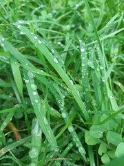 Grass with drops of fresh morning dew, deep green. Summer morning in nature. The photo was taken qualitatively for decor and design.